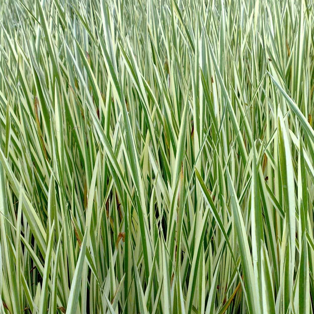 Acore odorant - Acorus calamus - 12 plantes - Image 3