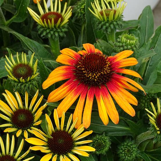 Promesse de Fleurs - Echinacea Sunseekers Tequila Sunrise - Echinacée Pot de 1L/1,5L