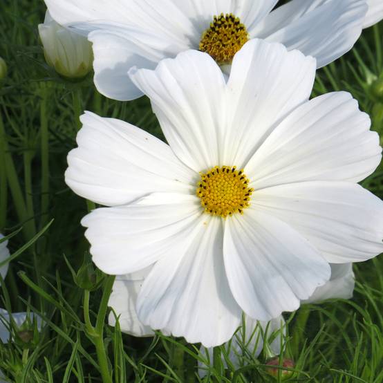 Graines de Cosmos Sonata White - Cosmos bipinnatus Sachet de 1g
