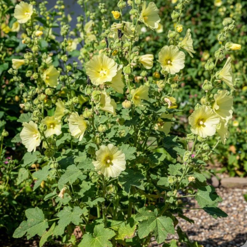 Rose trémière Russe à fleurs Jaune/ - feuillage Caduc - Godet - 5/20 cm - Image 1