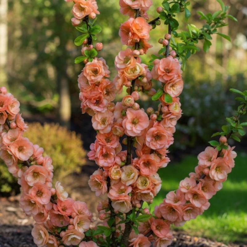 Cognassier du Japon Cameo, Chaenomeles à fleurs Orange - feuillage Caduc - Pot de 3L - 20/40 cm- hauteur à maturité De 3,00 m à 5,00 m - Image 3