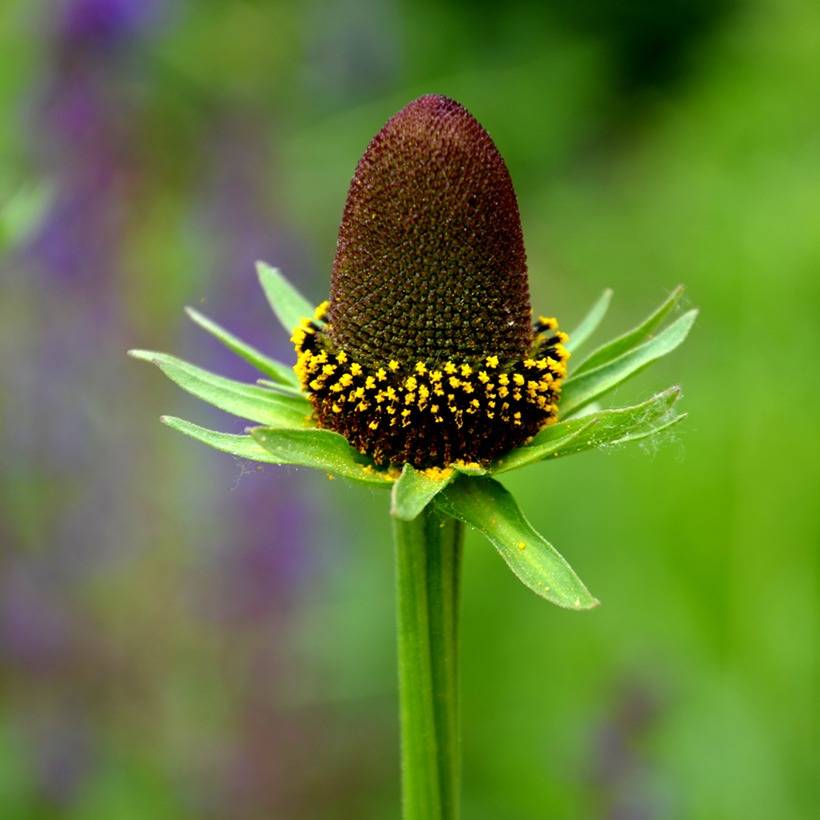 Graines de Rudbeckia Green Wizard - Rudbeckia occidentalis le sachet de 50 graines environ