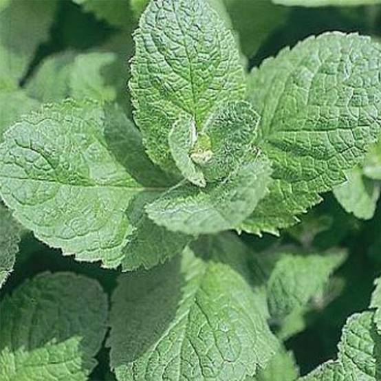 Promesse de Fleurs - Menthe suisse - Mentha x piperita Swiss Godet de 8/9 cm