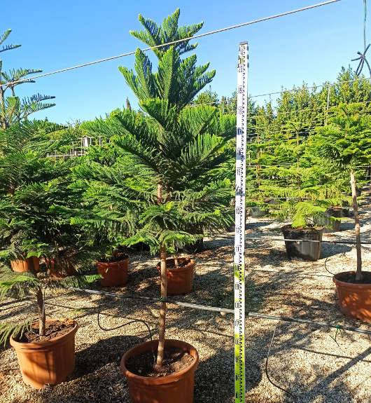 Sans Marque - Araucaria heterophylla (syn. A. excelsa) (Pin de Norfolk, Araucaria de Norfolk) Taille:Pot de 110L 200/250cm - Imagen 2