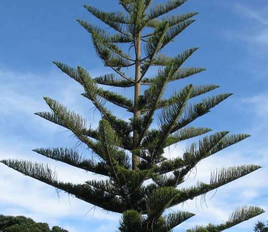 Sans Marque - Araucaria heterophylla (syn. A. excelsa) (Pin de Norfolk, Araucaria de Norfolk) Taille:Pot de 110L 200/250cm - Imagen 4