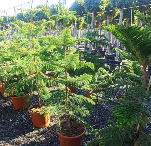 Sans Marque - Araucaria heterophylla (syn. A. excelsa) (Pin de Norfolk, Araucaria de Norfolk) Taille:Pot de 110L 200/250cm - Imagen 3
