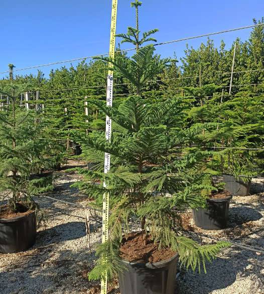 Sans Marque - Araucaria heterophylla (syn. A. excelsa) (Pin de Norfolk, Araucaria de Norfolk) Taille:Pot de 110L 200/250cm - Imagen 1