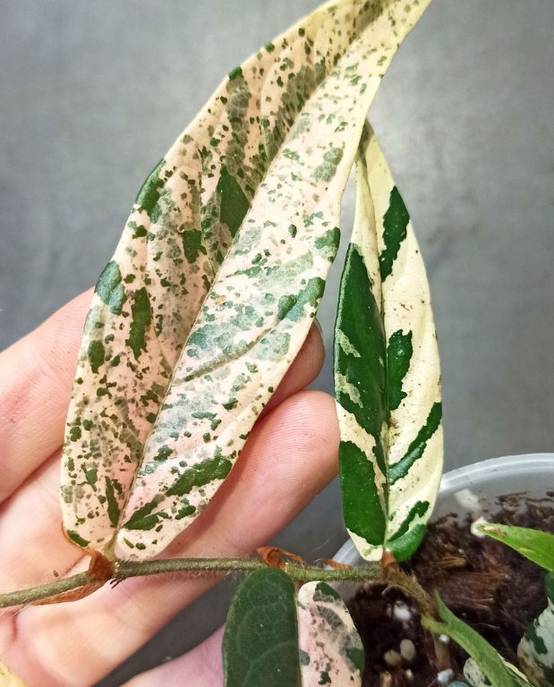 Ficus Sagittata Pink Variegata D. 9cm H. 20cm - Plante d'intérieur - IndoorPoppies - Image 5