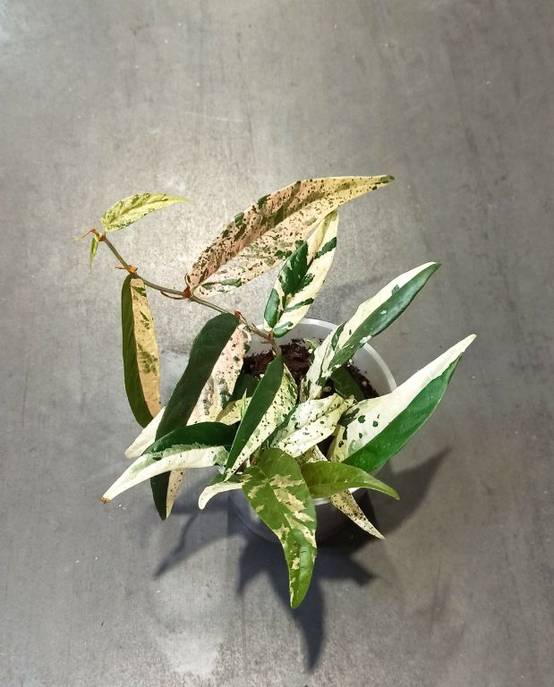 Ficus Sagittata Pink Variegata D. 9cm H. 20cm - Plante d'intérieur - IndoorPoppies - Image 3