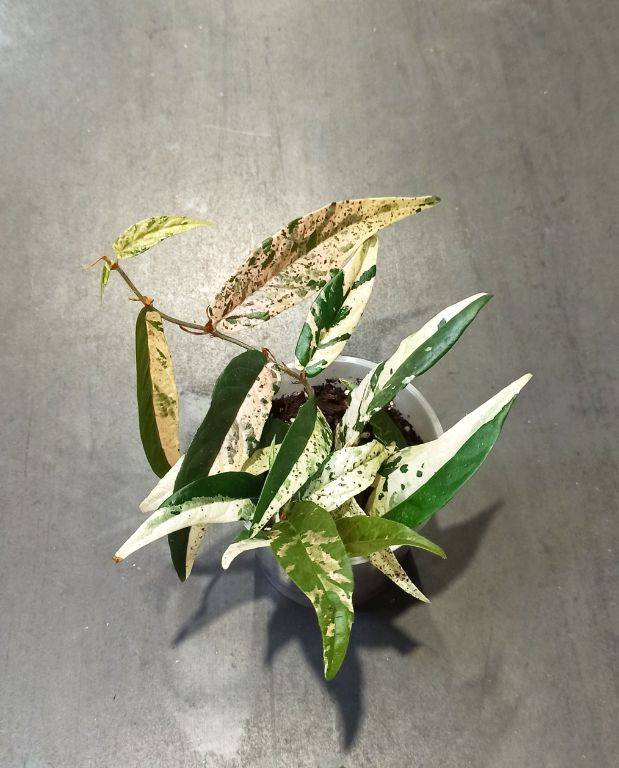 Ficus Sagittata Pink Variegata D. 9cm H. 20cm - Plante d'intérieur - IndoorPoppies - Image 3