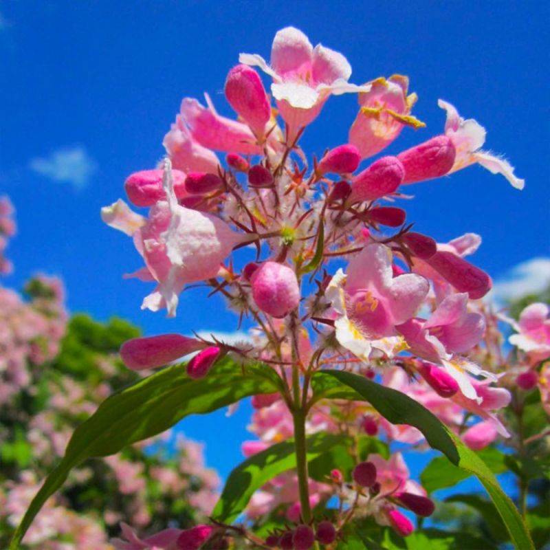 Buisson de beauté 'Pink Cloud' (Kolkwitzia amabilis 'Pink Cloud') - Godet - Taille 13/25cm - Pépinières Naudet