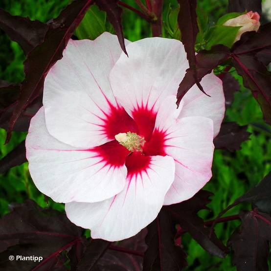 Hibiscus moscheutos Joli Coeur - Hibiscus des marais Pot de 3L/4L - Image 1