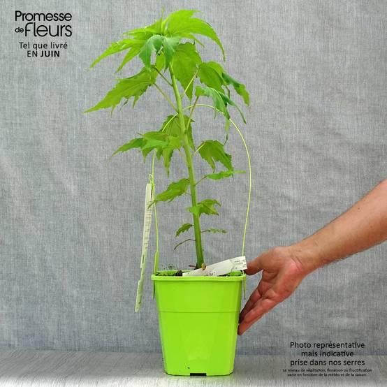 Hibiscus moscheutos Joli Coeur - Hibiscus des marais Pot de 3L/4L - Image 2