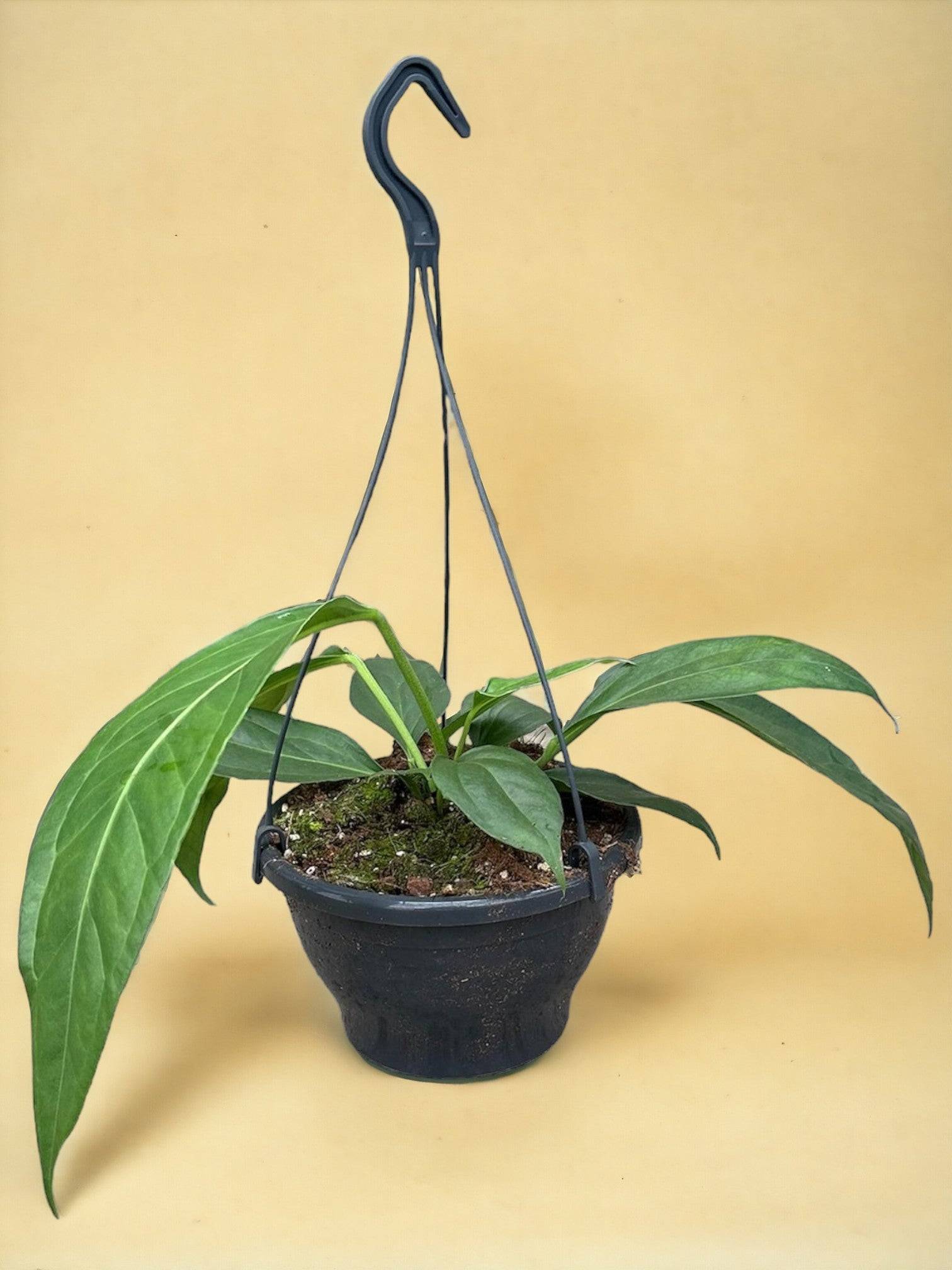 Anthurium Big Bill- La Green Touch