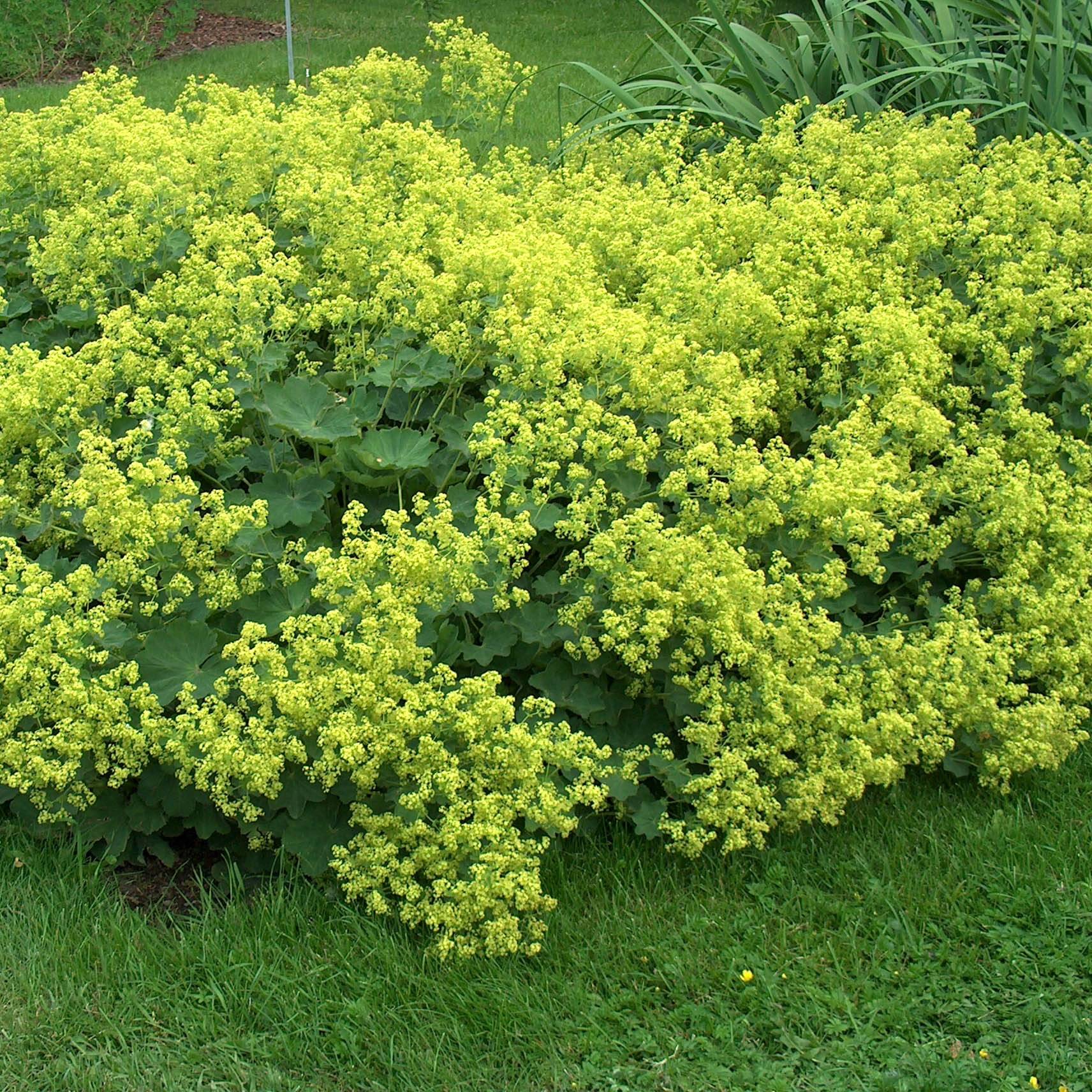Alchemille Thriller - Alchemilla mollis Godet de 8/9 cm