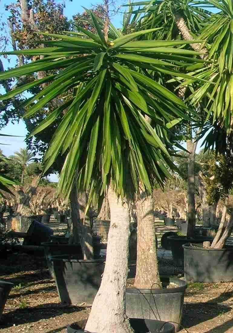 Sans Marque - Yucca Elephantipes (Yucca pied d'éléphant) Couleur floraison:Blanc - Taille:Marmite 230L - 200/250cm - Imagen 1