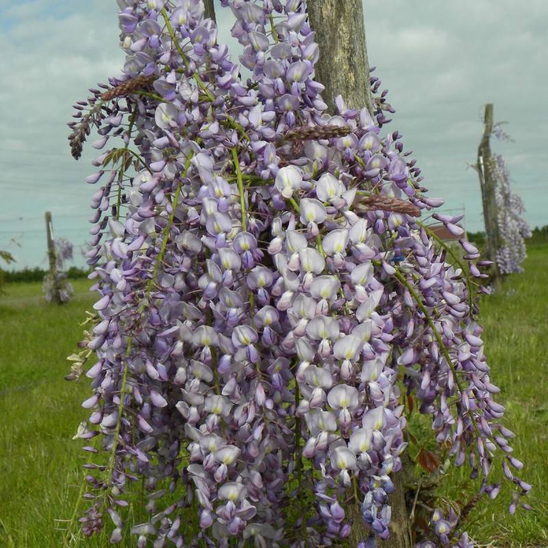 Glycine du Japon Lawrence à fleurs Blanche - feuillage Caduc - Pot de 2L - Tuteur bambou 60/90 cm-  hauteur à maturité De 5,00 m à 10,00 m - Imagen 1
