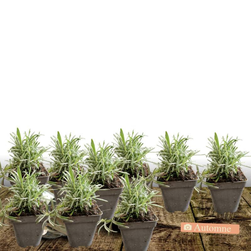 Lavande Super - Sans traitement à fleurs Bleue - feuillage Persistant - Lot de 9 godets-  hauteur à maturité De 0,50 m à 1,00 m - Image 2
