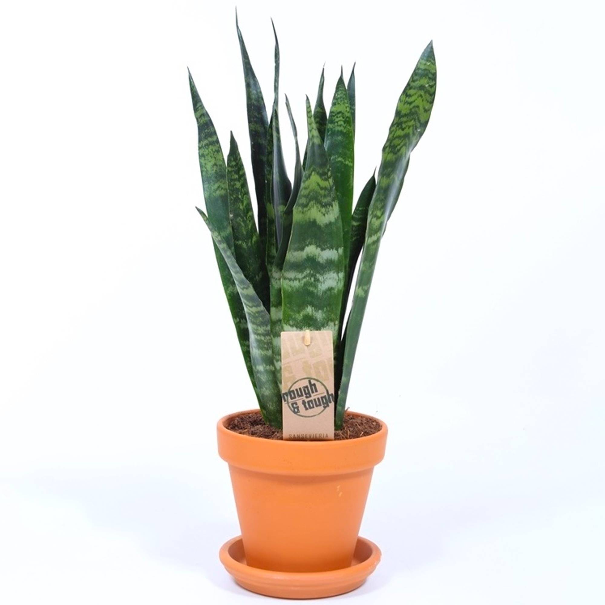 Gardenersdream - Sansevieria Black Coral | Plante D’Appartement De 30 À 40 Cm En Pot | Superbe Plante D’Intérieur - GardenersDream - Imagen 2