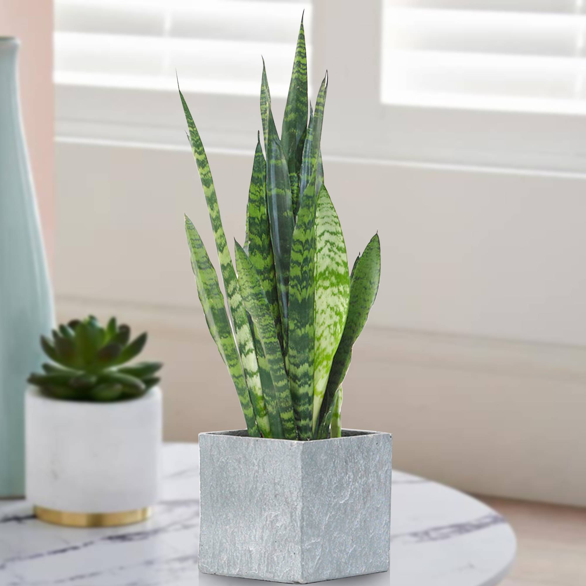 Gardenersdream - Sansevieria Black Coral | Plante D’Appartement De 30 À 40 Cm En Pot | Superbe Plante D’Intérieur - GardenersDream - Imagen 1