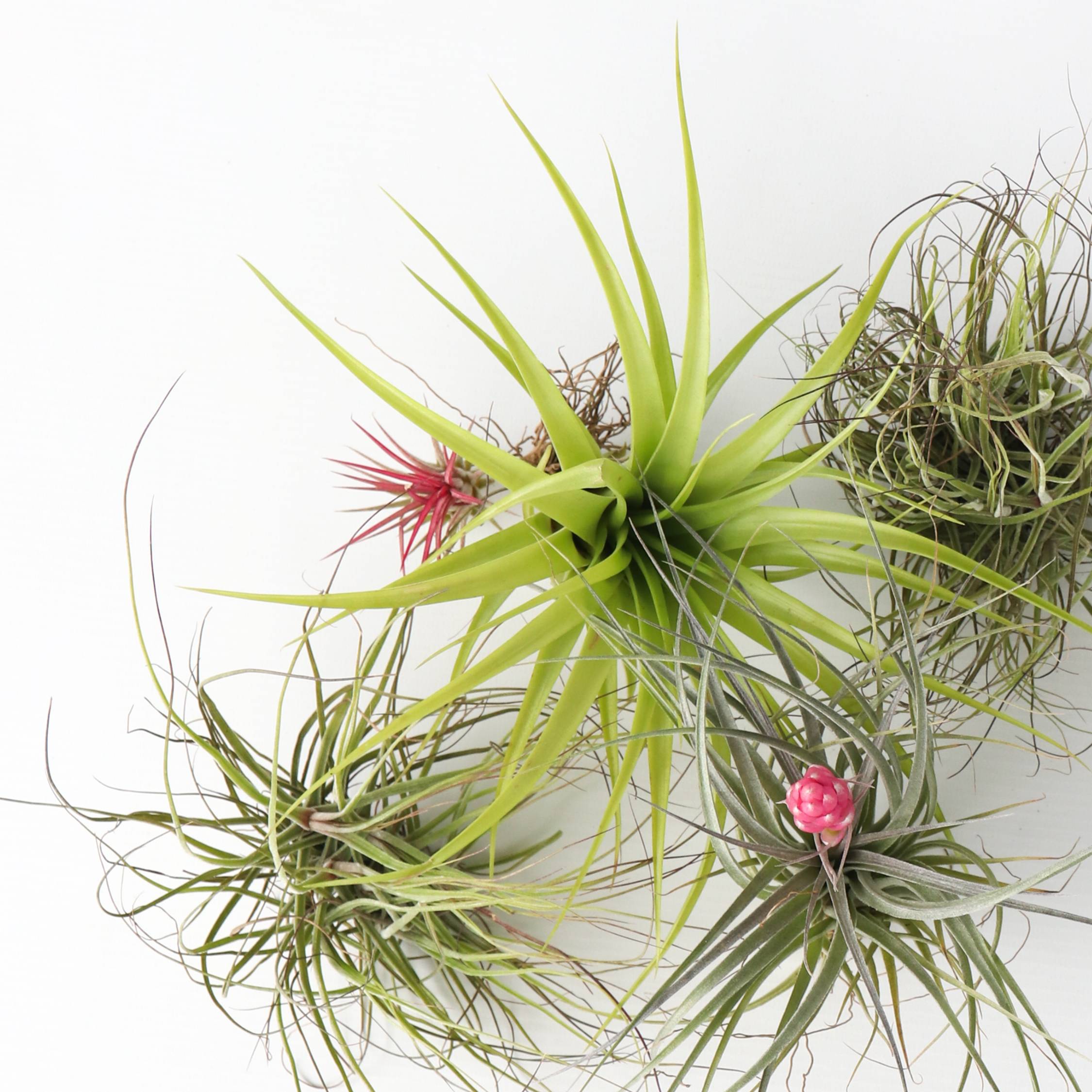Plante aérienne - Set de 5 - Tillandsia - Hauteur 5-15cm - ⌀5cm - Image 4