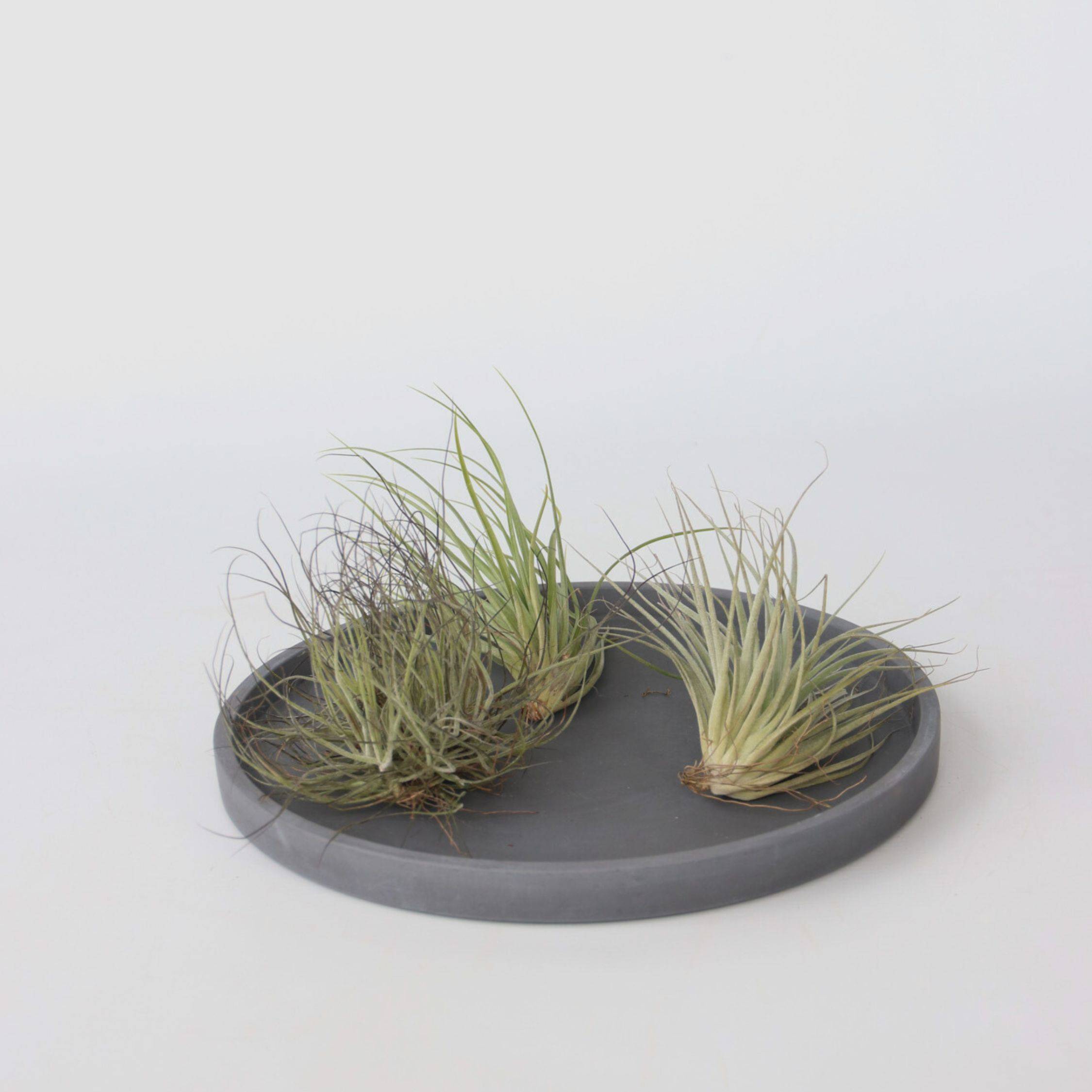 Plante aérienne - Set de 5 - Tillandsia - Hauteur 5-15cm - ⌀5cm - Image 3