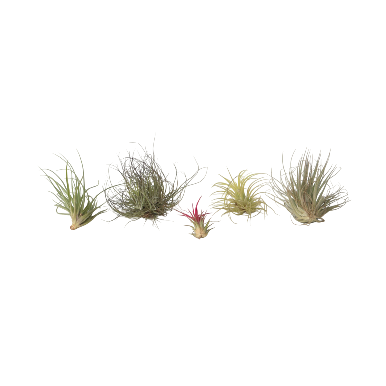 Plante aérienne - Set de 5 - Tillandsia - Hauteur 5-15cm - ⌀5cm - Image 1