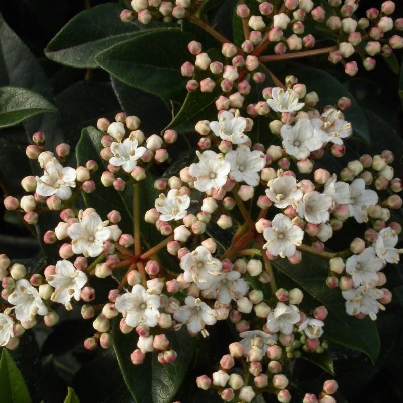 Viorne, Laurier Tin, Viburnum à fleurs Blanche - feuillage Persistant - Pot de 1,5L - 10/20 cm-  hauteur à maturité De 1,50 m à 2,00 m - Image 3