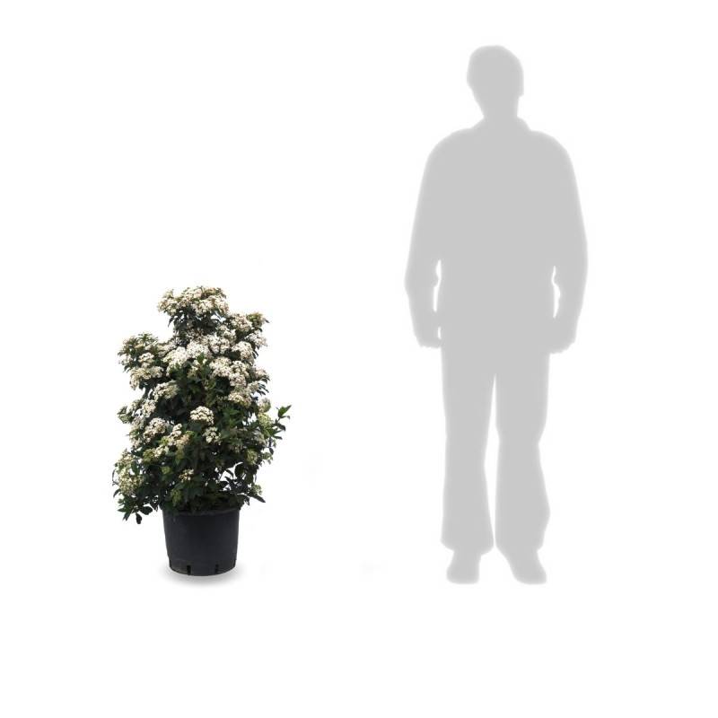 Viorne, Laurier Tin, Viburnum à fleurs Blanche - feuillage Persistant - Pot de 1,5L - 10/20 cm-  hauteur à maturité De 1,50 m à 2,00 m - Image 8