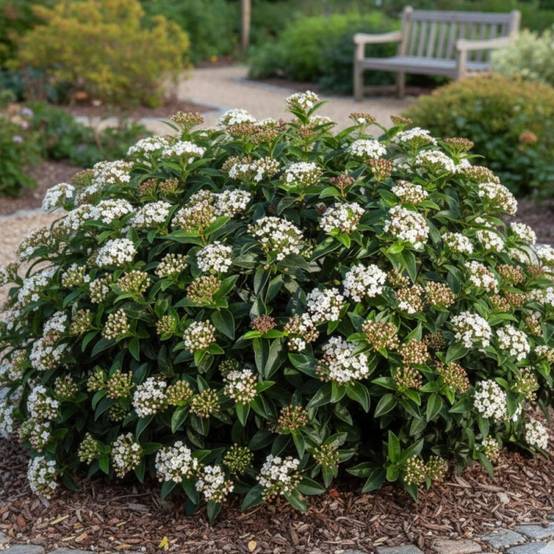 Viorne, Laurier Tin, Viburnum à fleurs Blanche - feuillage Persistant - Pot de 1,5L - 10/20 cm- hauteur à maturité De 1,50 m à 2,00 m - Image 4