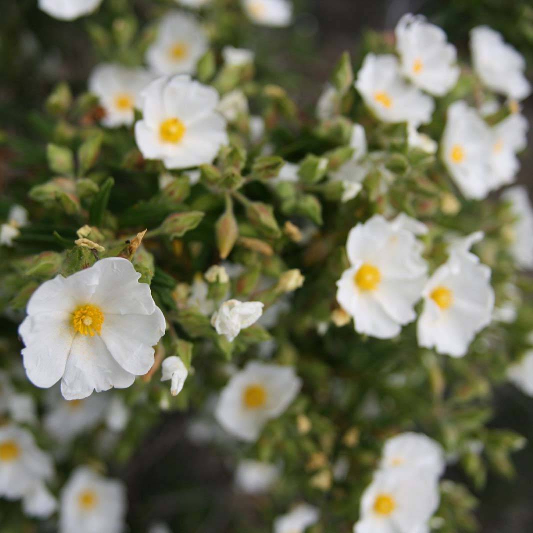 Promesse de Fleurs - Cistus monspeliensis - Ciste de Montpellier Pot de 2L/3L