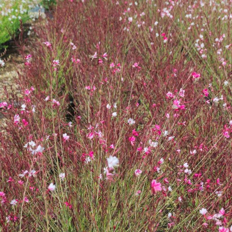Gaura Red Color à fleurs Rouge - feuillage Caduc - Pot de 3L - 20/40 cm-  hauteur à maturité De 0,50 m à 1,00 m - Image 2