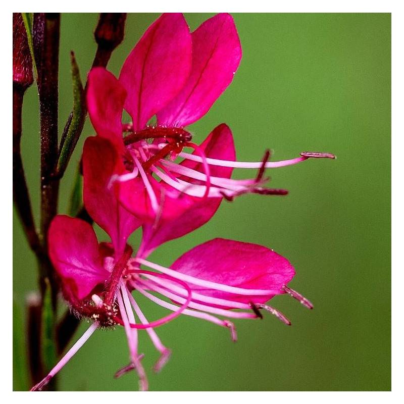 Gaura Red Color à fleurs Rouge - feuillage Caduc - Pot de 3L - 20/40 cm-  hauteur à maturité De 0,50 m à 1,00 m - Image 1