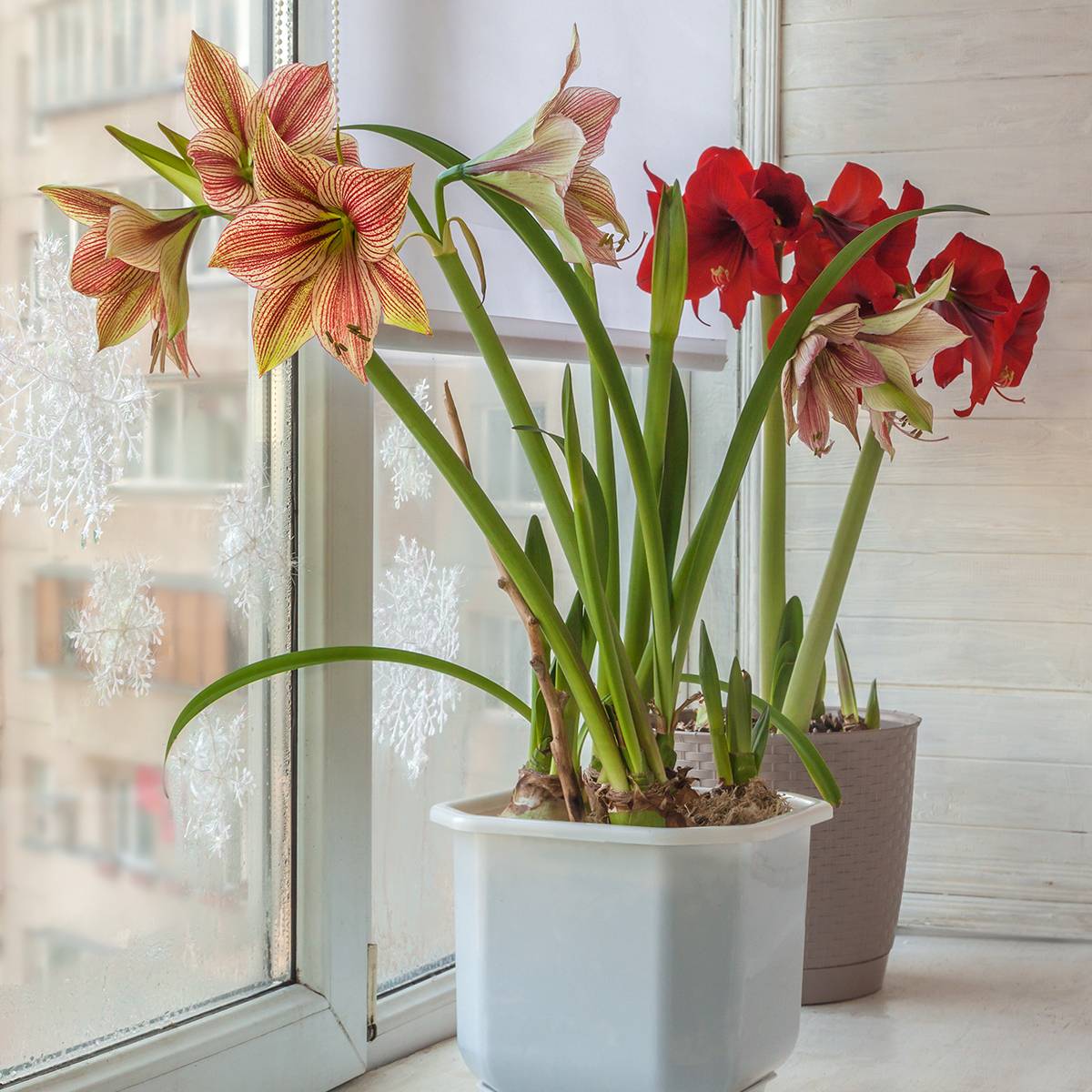 Promesse de Fleurs - Amaryllis Exotic Star Bulbe calibre 24/26