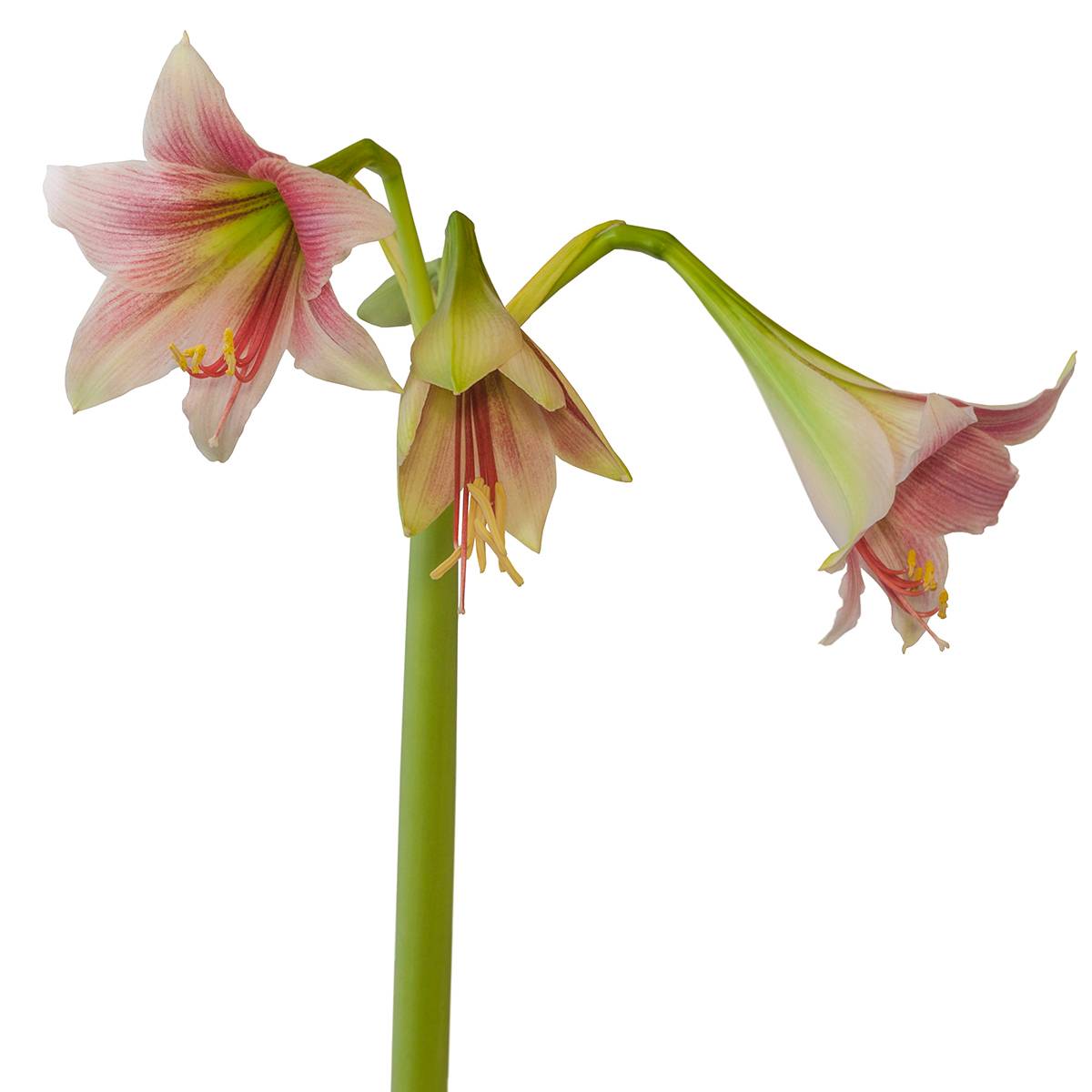 Promesse de Fleurs - Amaryllis Exotic Star Bulbe calibre 24/26 - Image 2