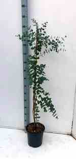 0 - Eucalyptus gunnii (Gommier bleu ou gommier cidre) Pot de 7 litres - 120/140 cm - Image 1