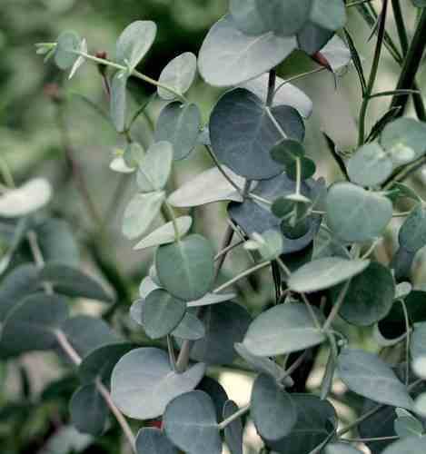 0 - Eucalyptus gunnii (Gommier bleu ou gommier cidre) Pot de 7 litres - 120/140 cm - Image 3