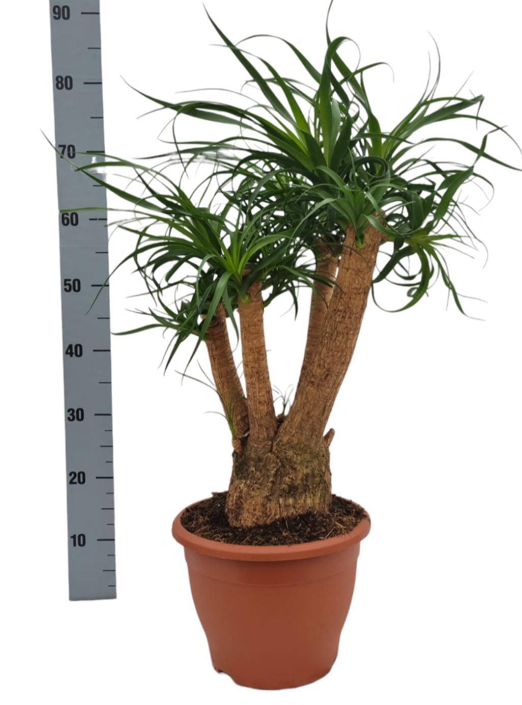 Beaucarnea Nolina- La Green Touch - Image 2