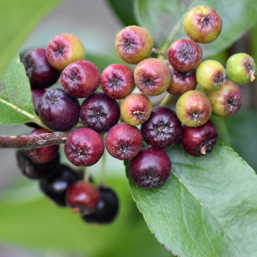 Promesse de Fleurs - Aronia prunifolia Nero - Aronie à gros fruits. Pot de 1,5L/2L