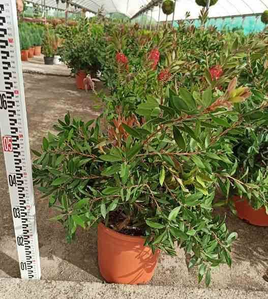 Sans Marque - Callistemon citrinus cv. Splendens (Rince bouteille) Taille:Pot de 25L - 180/200cm - Image 2