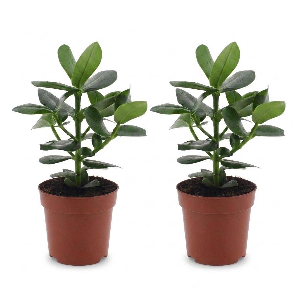 La Green Touch - Clusia rosea Princess - Arbre autographe - Lot de 2 plantes - Pot Ø12 cm, H 40 cm - Image 2