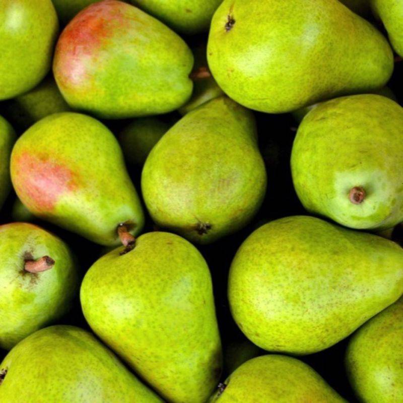 Poirier 'Duchesse d'Angoulême' (Pyrus communis 'Duchesse d'Angoulême') - Scion de 80 à 100cm - Pépinières Naudet - Imagen 1