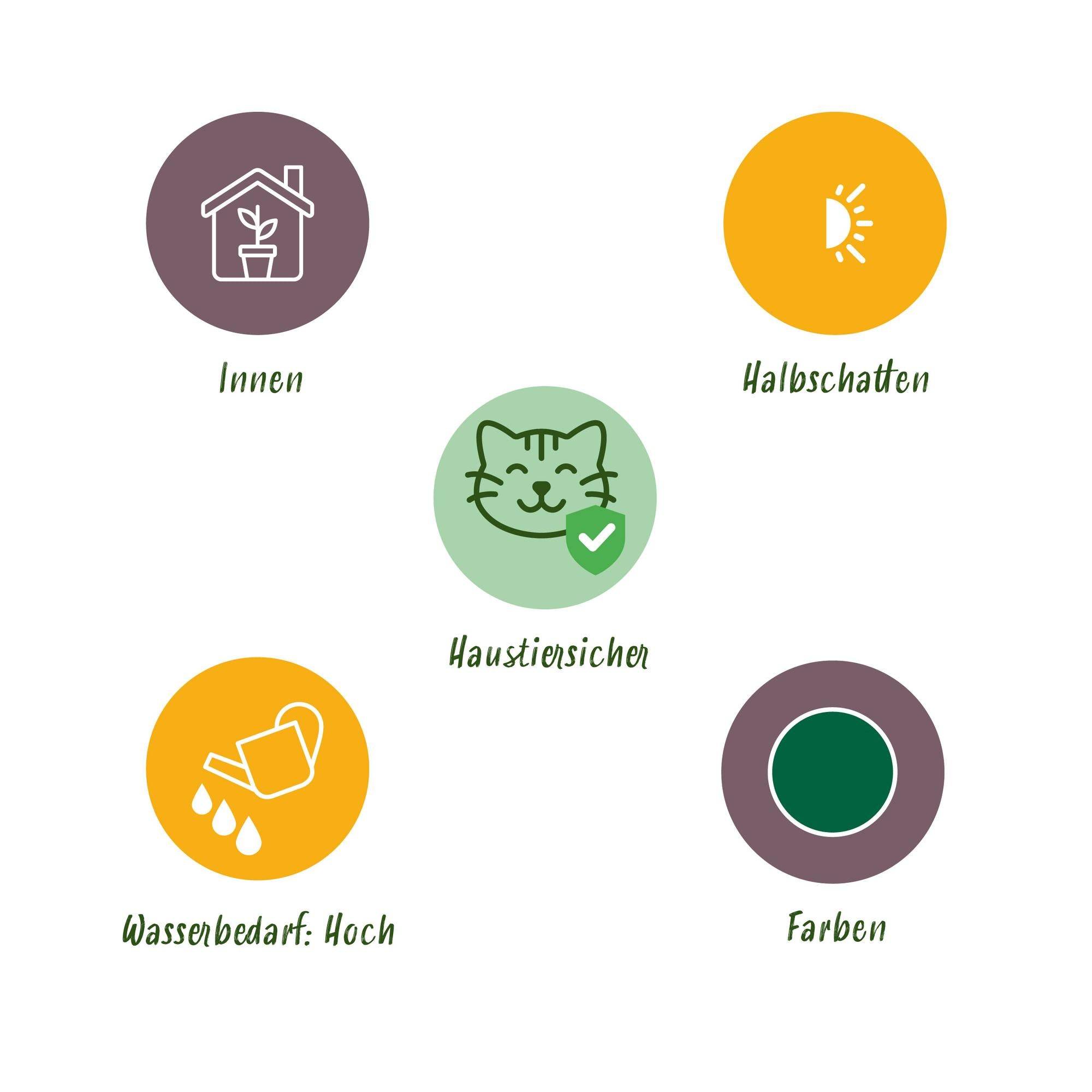 La Green Touch - Cyperus Alternifolius Zumula - H30cm - Image 6