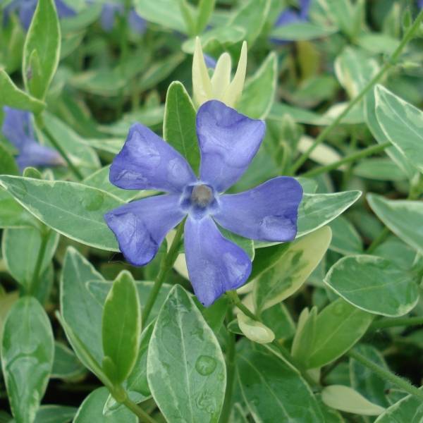 Pervenche à petite fleurs - Vinca minor Ralph Shugert - Godet de 8/9 cm