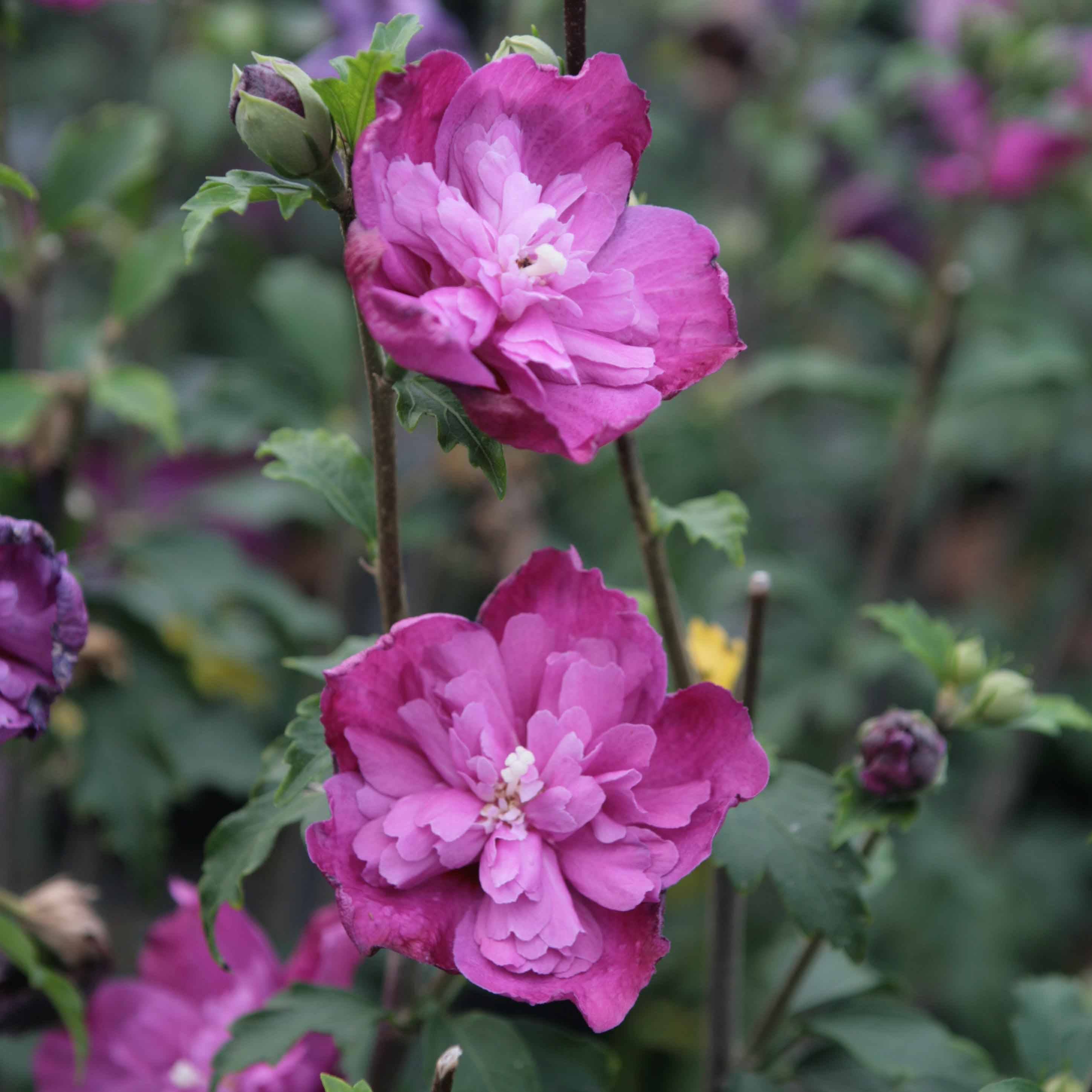 Promesse de Fleurs - Hibiscus syriacus Purple Ruffles - Althea double pourpre Pot de 3L/4L - Image 1