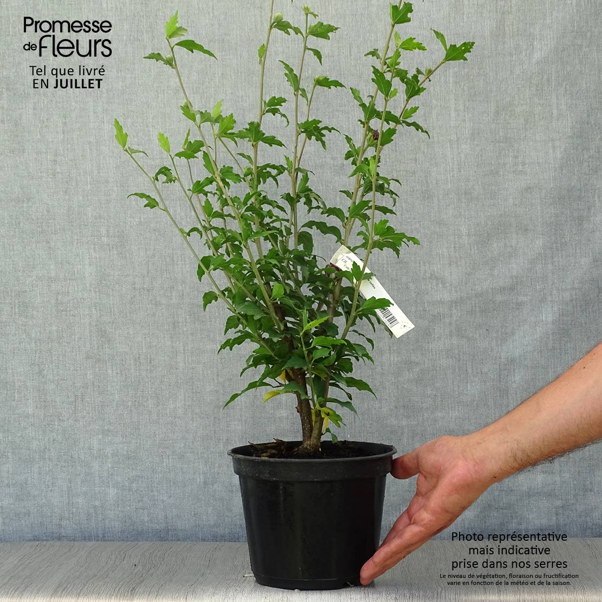 Promesse de Fleurs - Hibiscus syriacus Purple Ruffles - Althea double pourpre Pot de 3L/4L - Image 2
