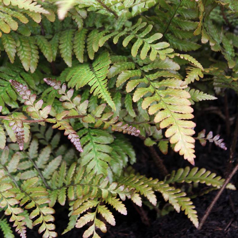 Dryopteris erythrosora Prolifica - Fougère à sores rouges  Pot de 2L/3L