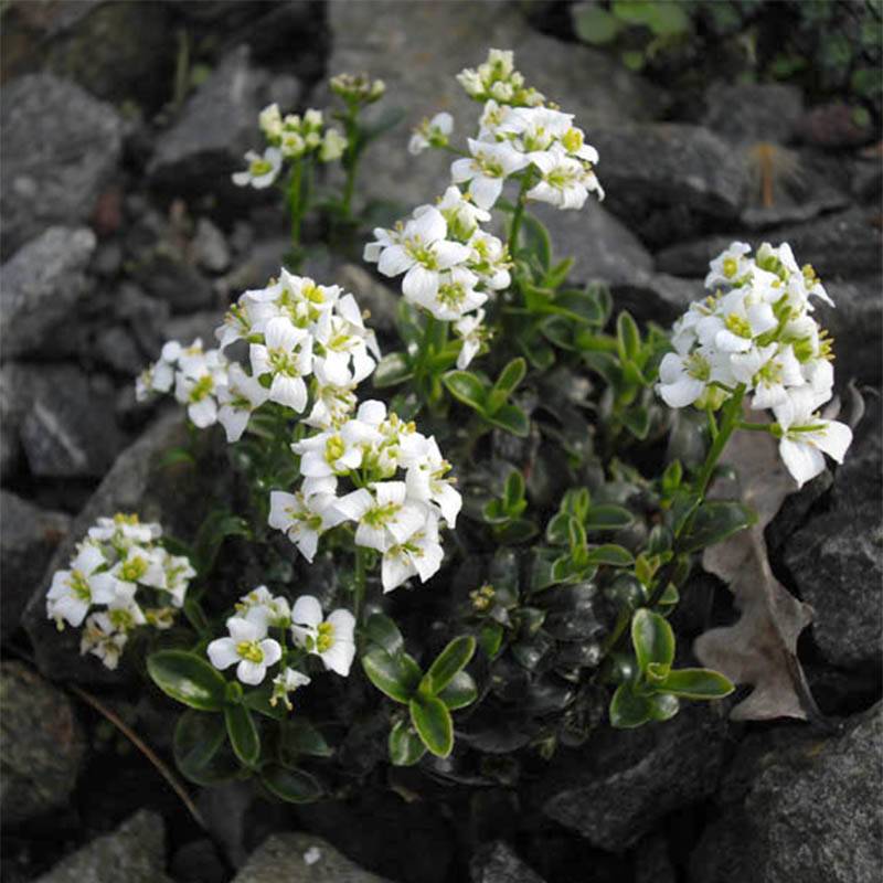 Promesse de Fleurs - Arabis suendermannii - Corbeille d'argent Godet de 8/9 cm