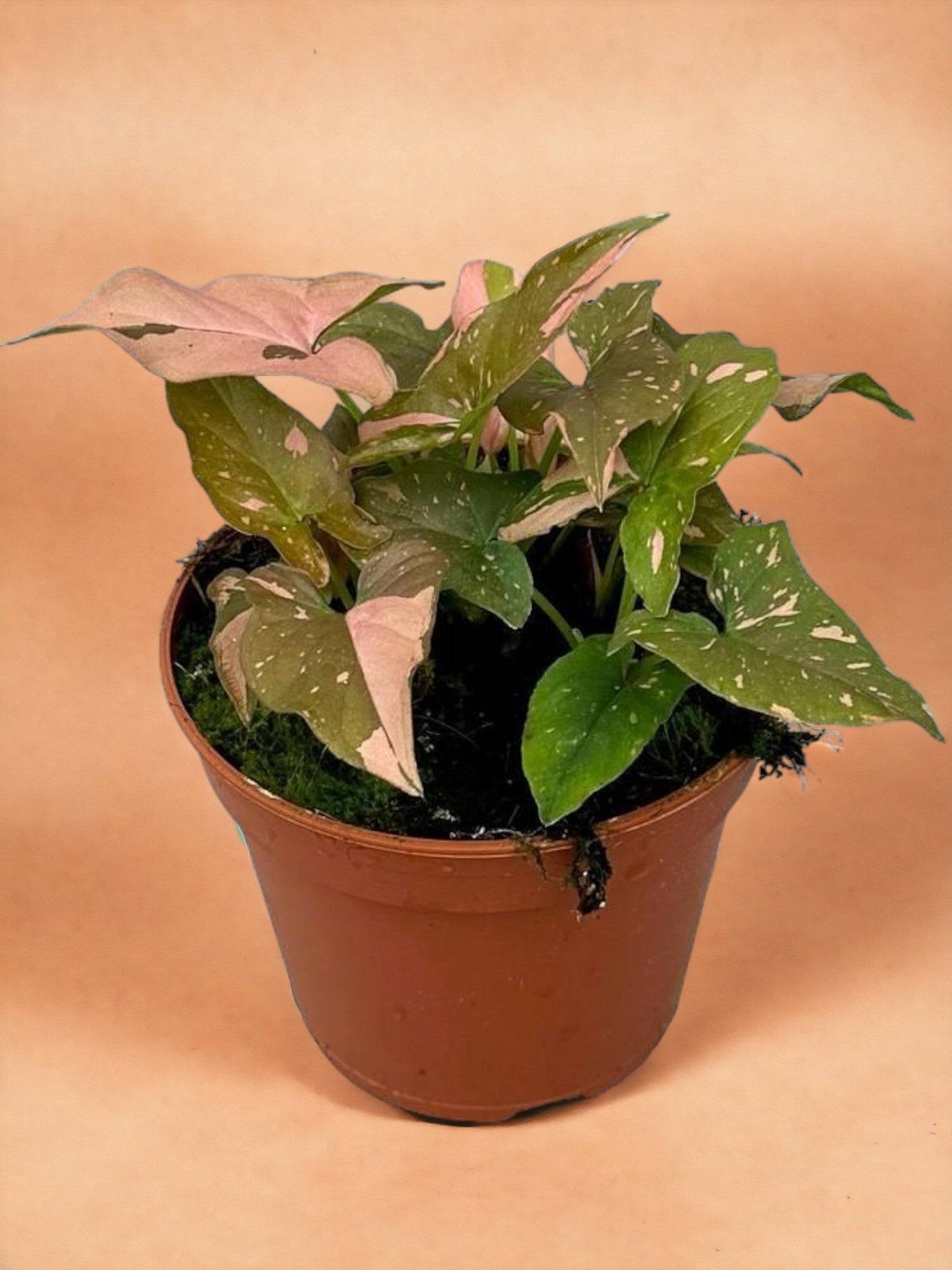 Syngonium Red Spot- La Green Touch