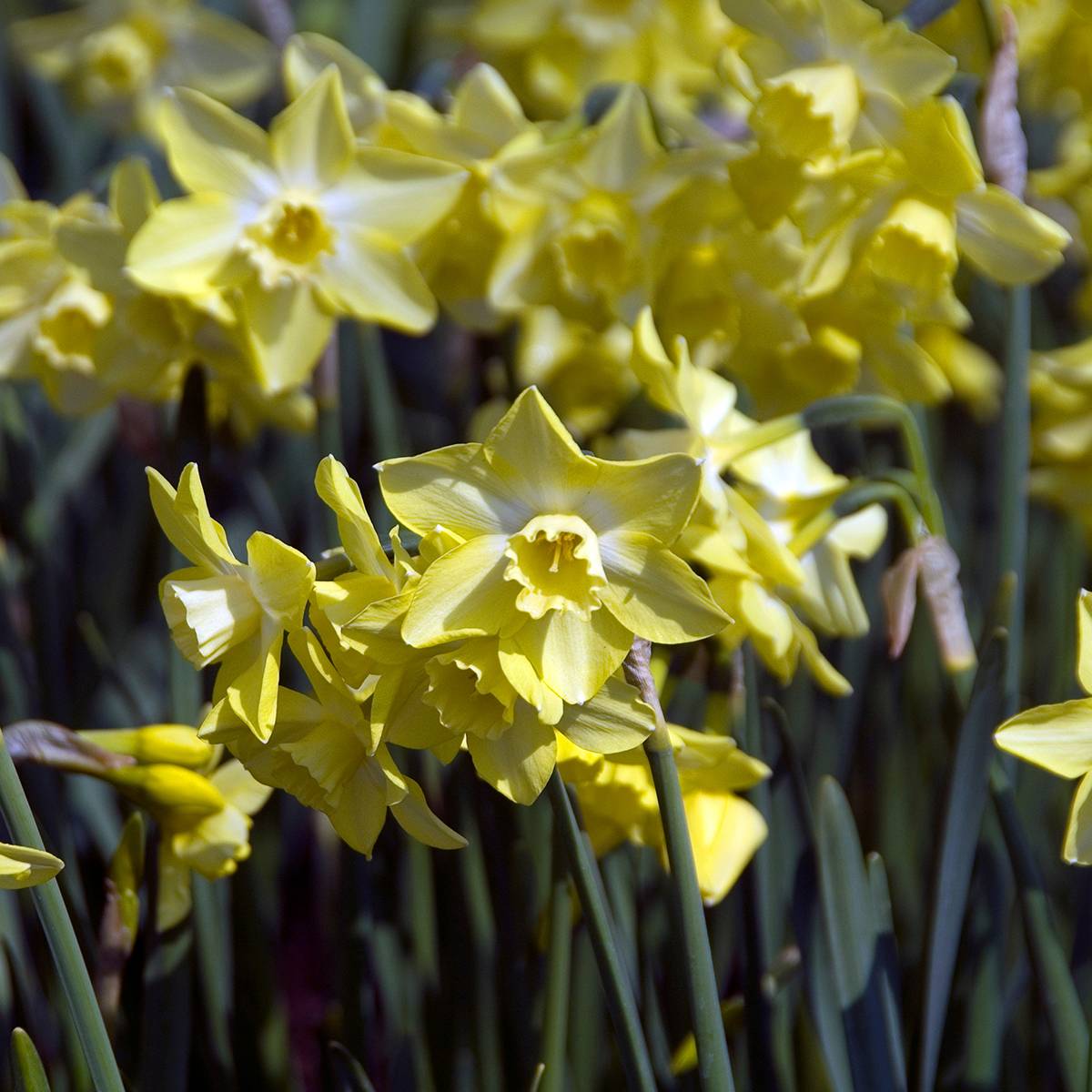 Promesse de Fleurs - Narcisse Pipit Bulbe calibre 12+ (par 10)